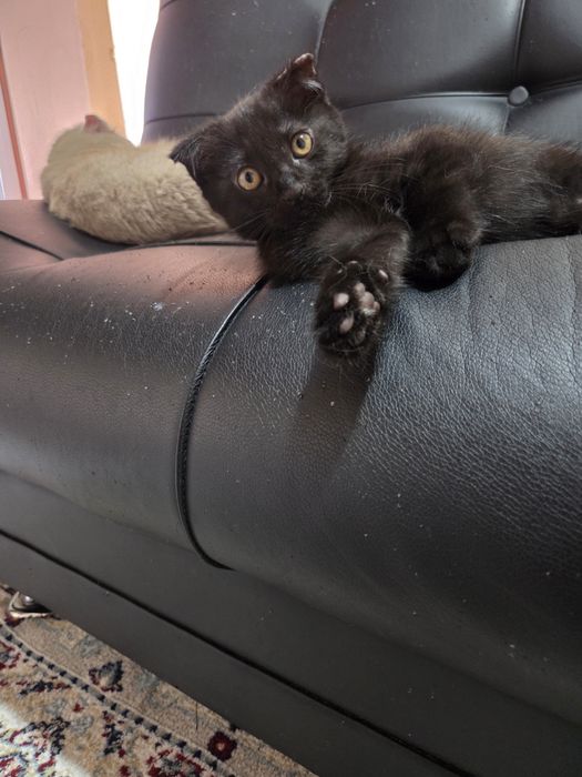 Котёнок 2 месяца вислоухий