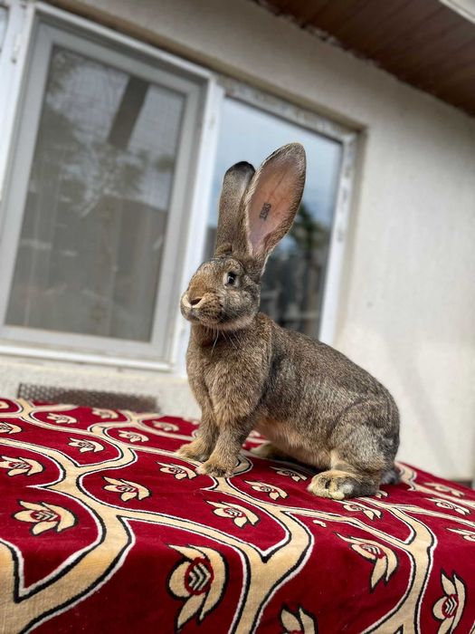 Femele / masculi uriaș german