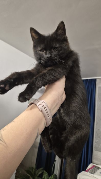 Отдам чёрных котят