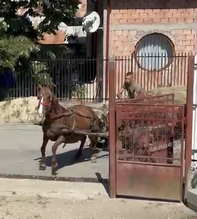 Vand iapa gestanta