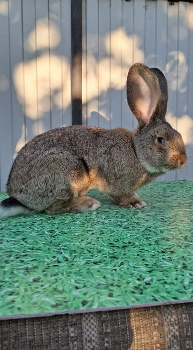 Продам крола самца великан