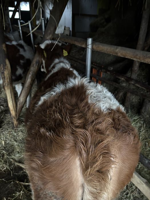 Vand vitei si juninca