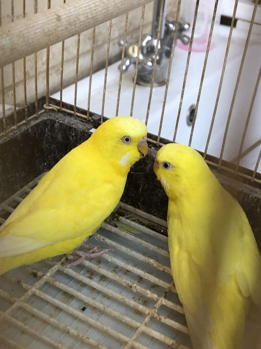 1 yarim yoshli soppa sog’ albinos qushla