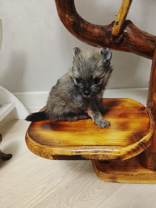 Щенки шпица 250000