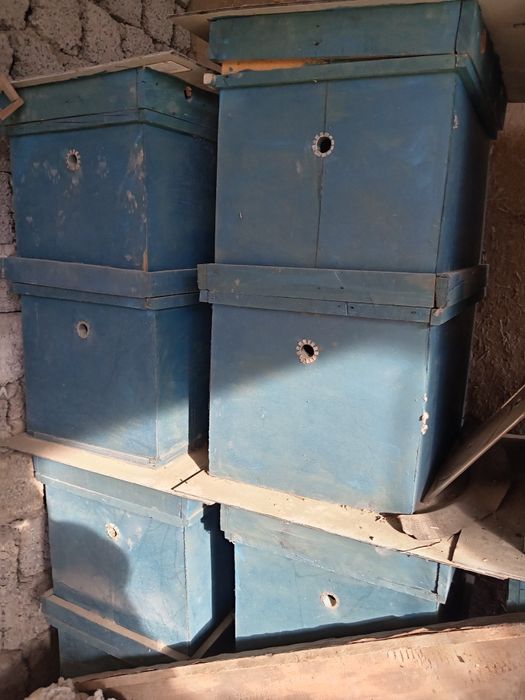 Asal ari yashigi yangi