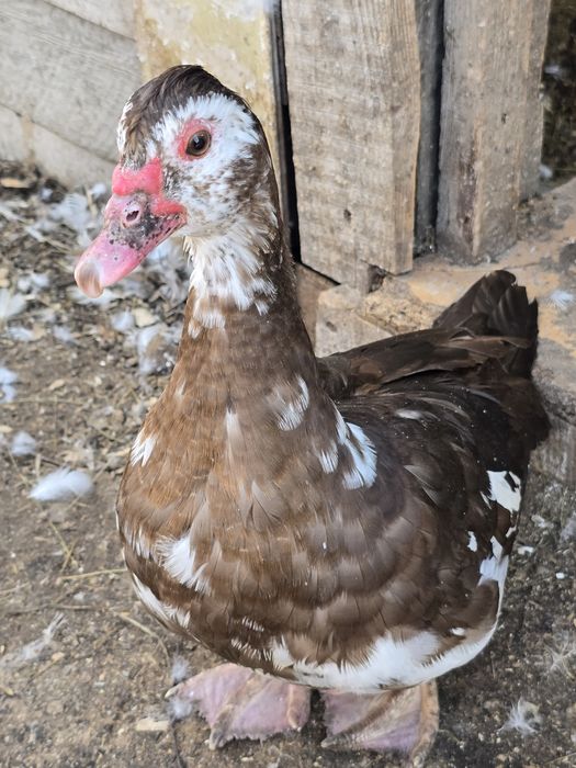 Продам! Индоутки!