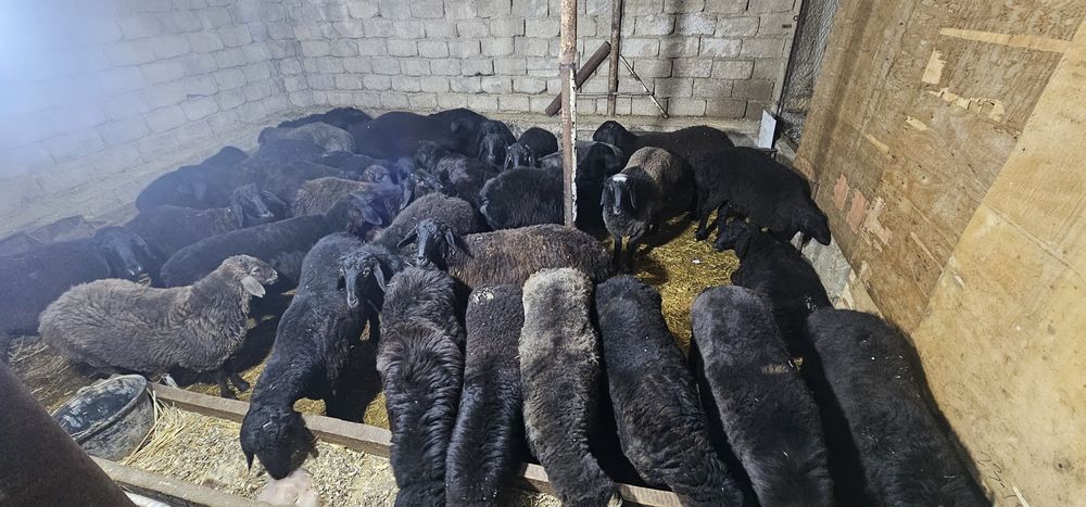 Urgochi qoyla sotiladi