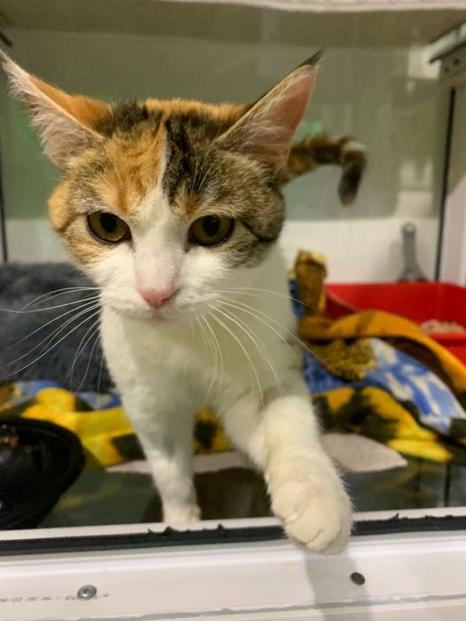 Отдаю кошечку в добрые руки