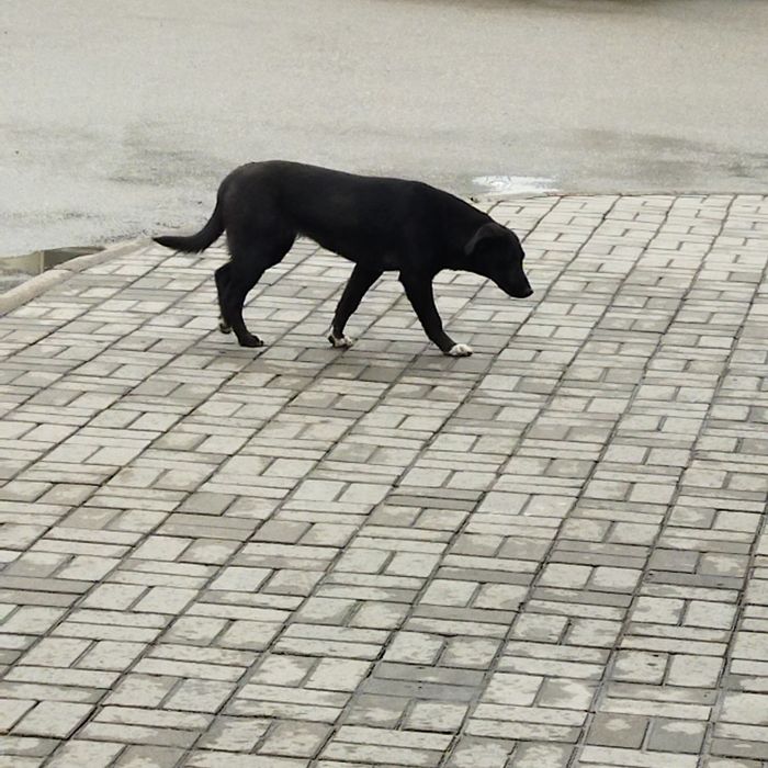 Отдаём щенка девочку