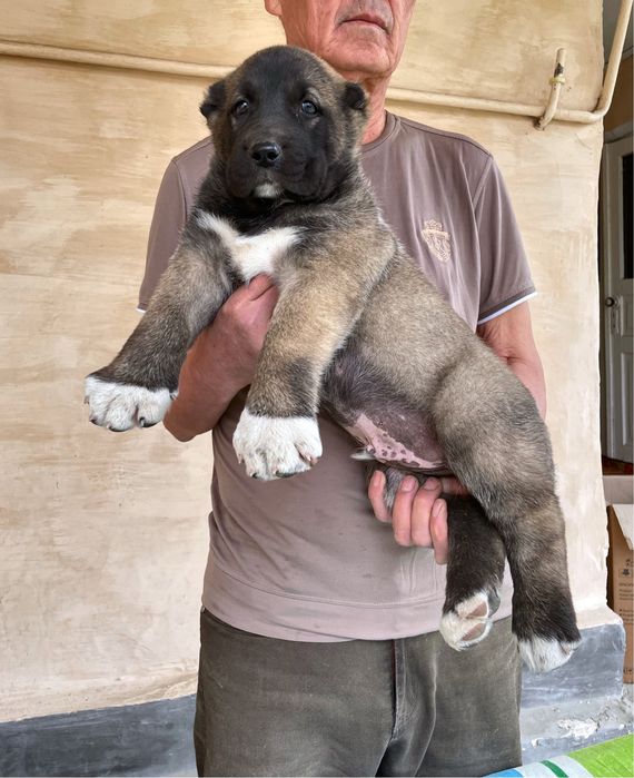 Щенок Турецкого Кангала ( Чистокровный )