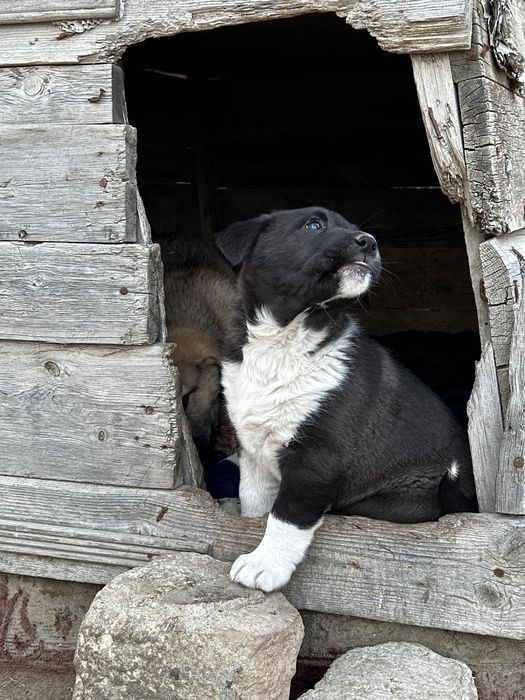 Щенок-девочка в добрые руки