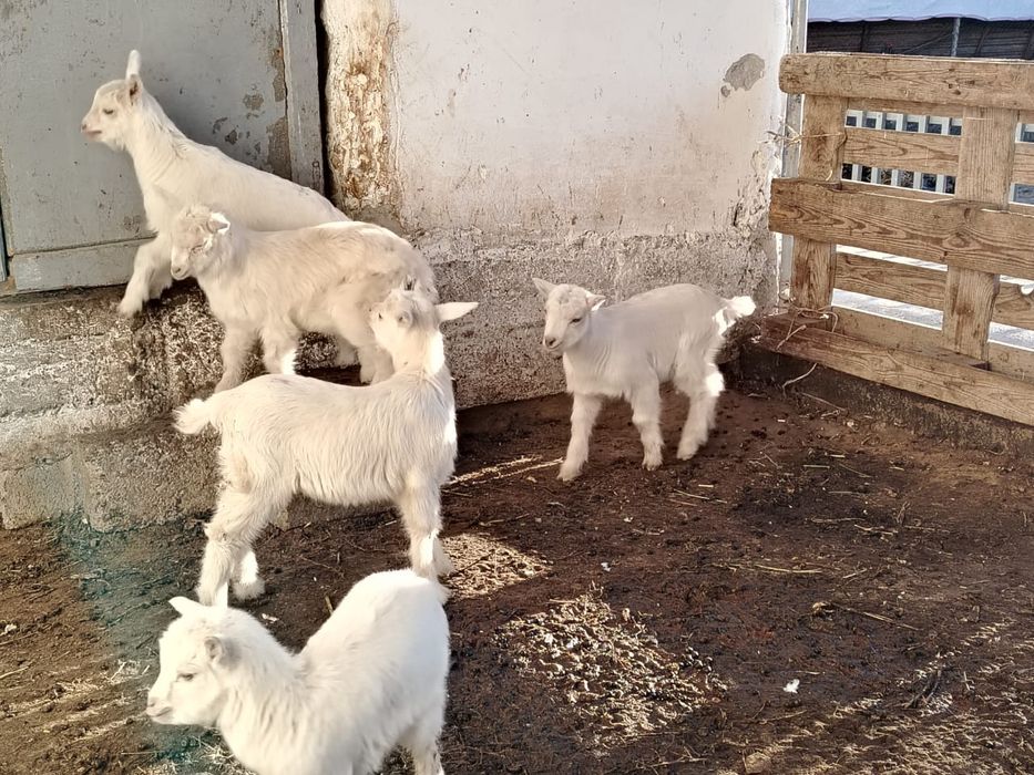 Лақтар  сатылады