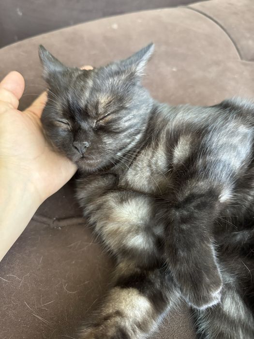 Отдам котенка в добрые руки