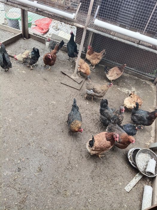 Продам домашних молодых курей