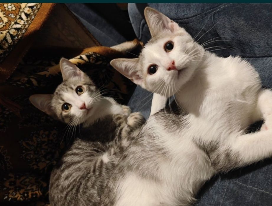 Очень ласковые котята ищут дом