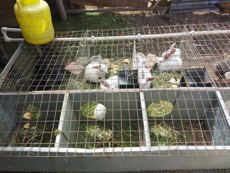 Куйон бокиш учун сетка. Хаманарсаси ичида