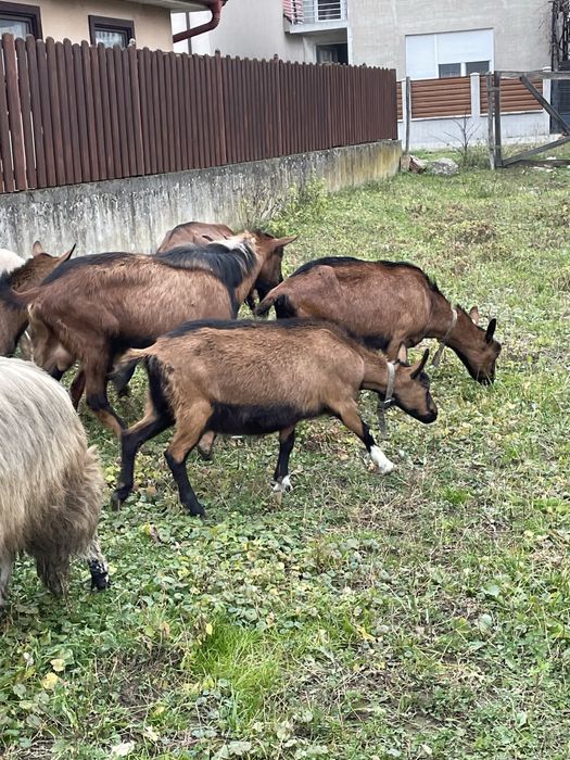 Capre alpine franceze si metisi