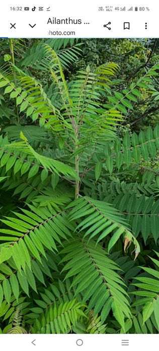 Айлант талының көшеттери