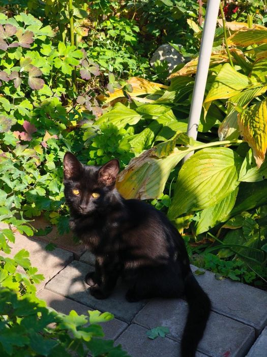 Котята ищут своих хозяев