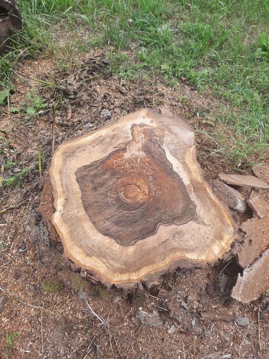 Rondele si trunchiuri din lemn de mesteacan sau diferite estente