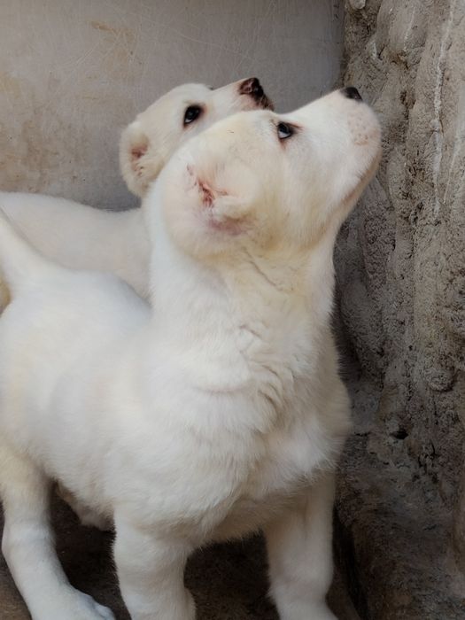 АЛАБАЙ туркменский щенок