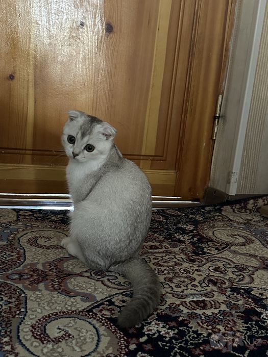 Срочно продается кошка вислоухая