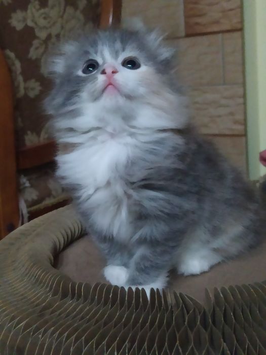 Шотландские малышки