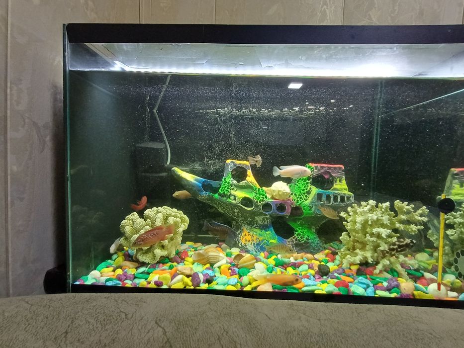 Аквариум балиқлар Аквариумные рыбки Akvarium baliqlar