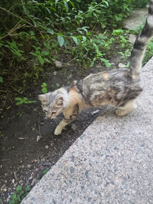 Кошка в хорошие руки