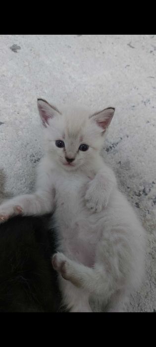 Продам котят 1 месяц