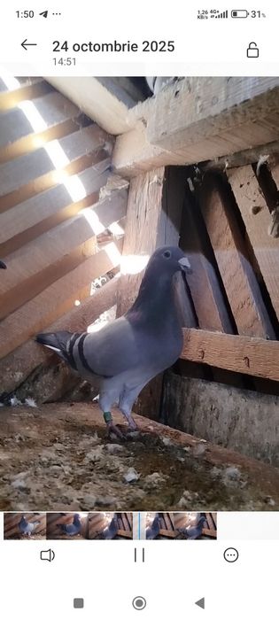Porumbei  Caracal ,ii pot aduce la București sau imprejurimi