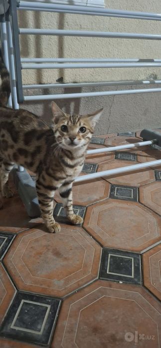 Хадия Bengal mushuk ogil soglom