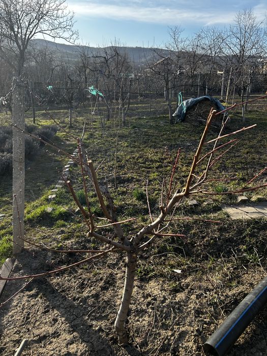 Taiere pomi fructiferi