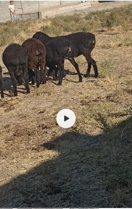 Қой, қошқар сатылады