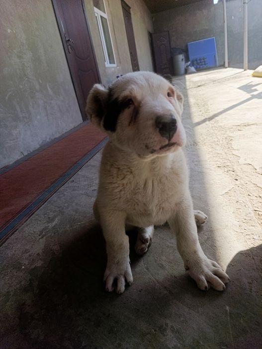 alabay 100%toza parodasi vaksina qilingan solgʻlom 2oylik   erkak akti