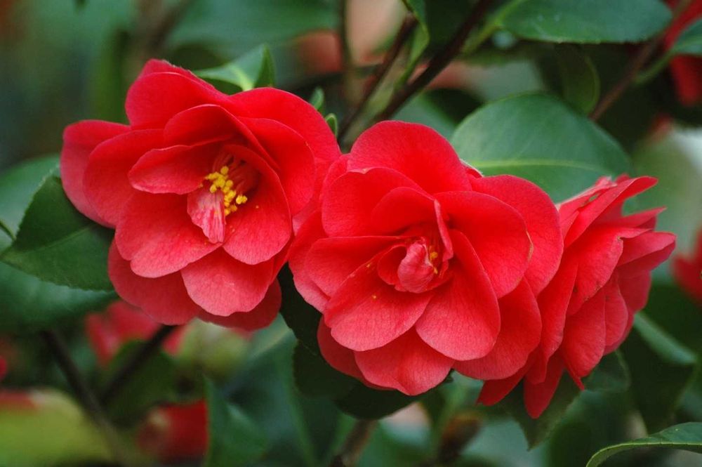 Камелия (Camellia japonica)