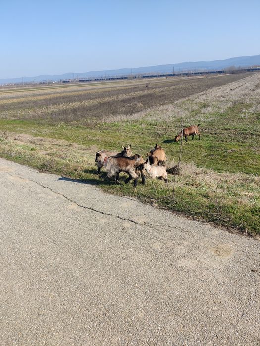 Iezi alpina franceza