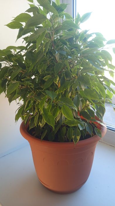 Продам комнатные цветы