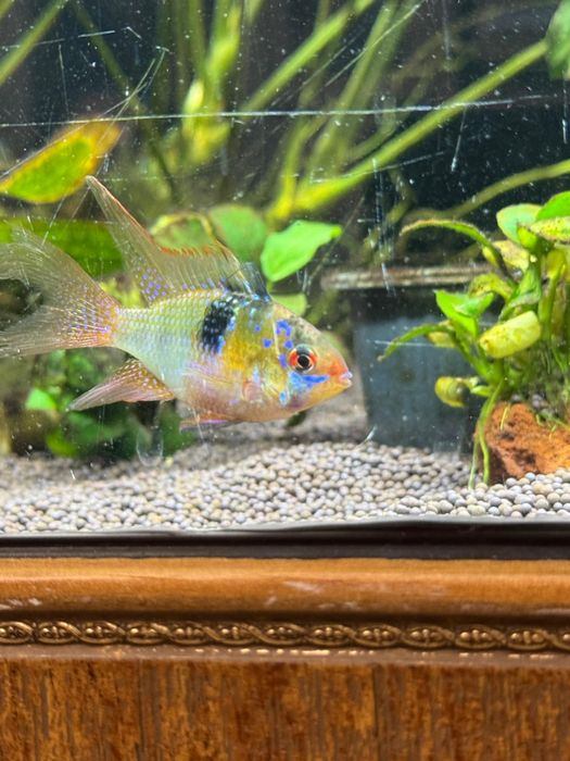 Апистограмма Рамирези вуалевая