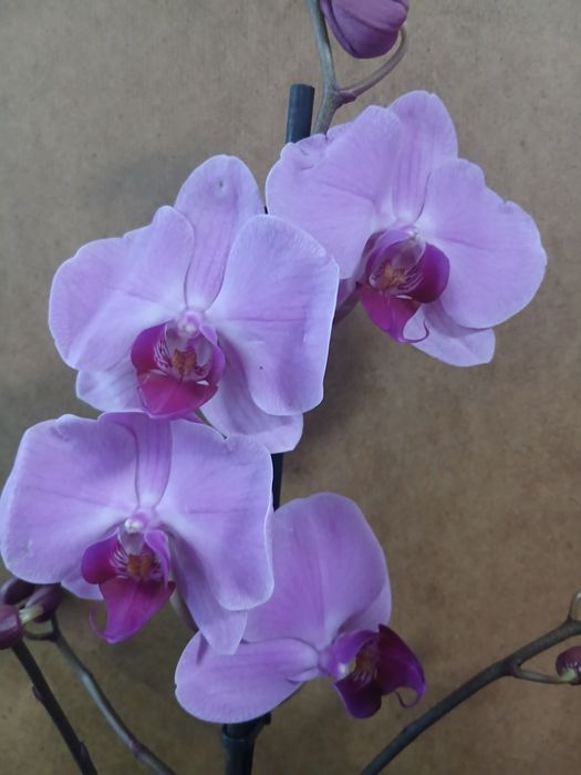 Орхидея качество Голландия