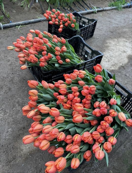 Тюльпаны беларусы 750