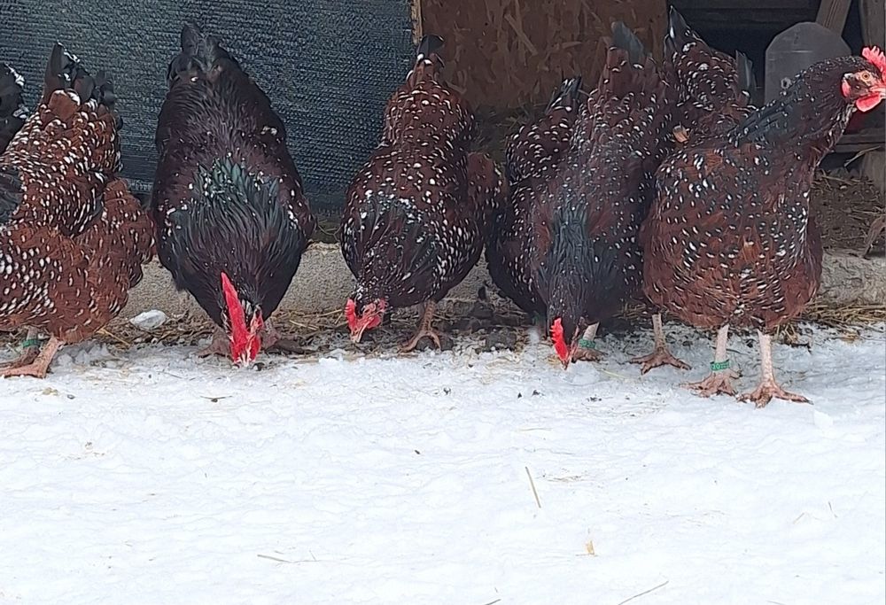 Vând oua pentru incubat