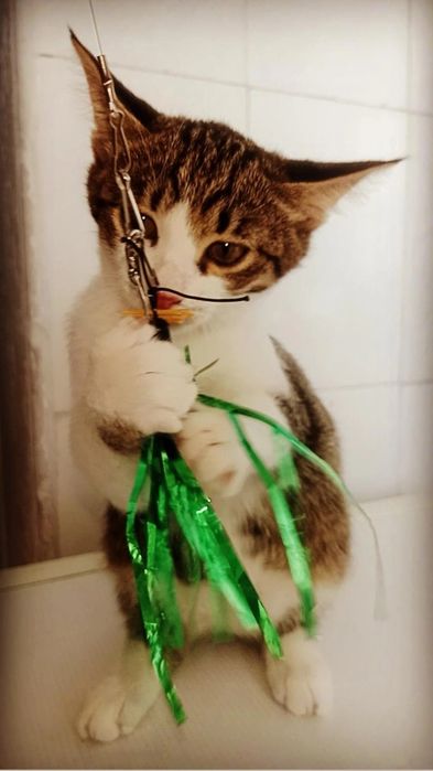 Котята в добрые руки. ПРИВИТЫ!