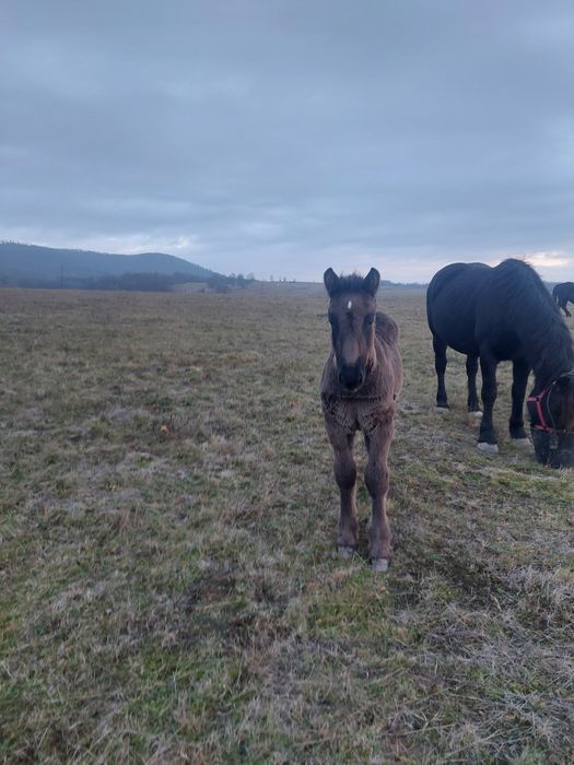 Vand sau schimb iapa gestanta, de 4 ani cu manz de 3 lui.