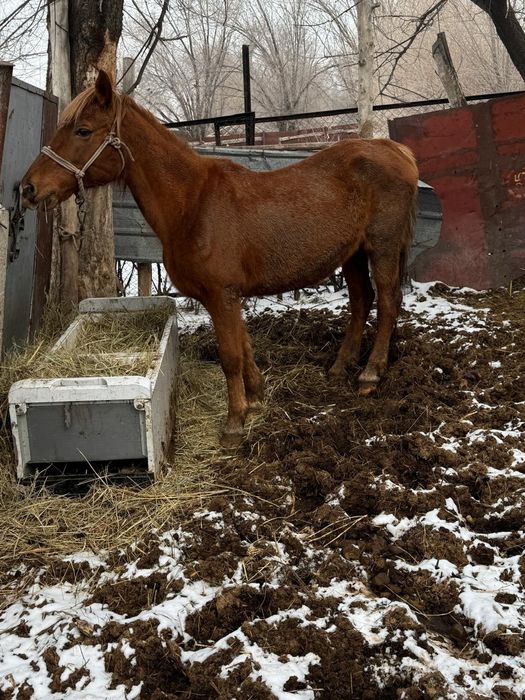 Бие кобыла байтал