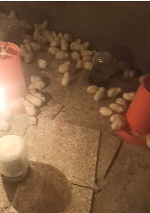 Nesushka juja несушка жужа