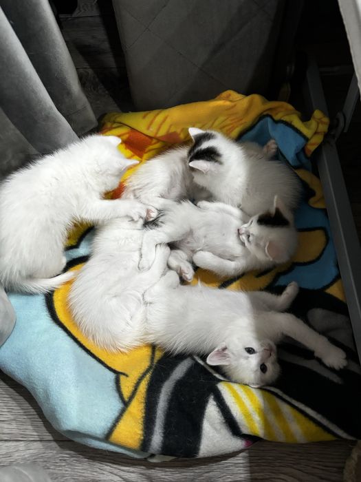 Отдам котят  в добрые руки 5 недель