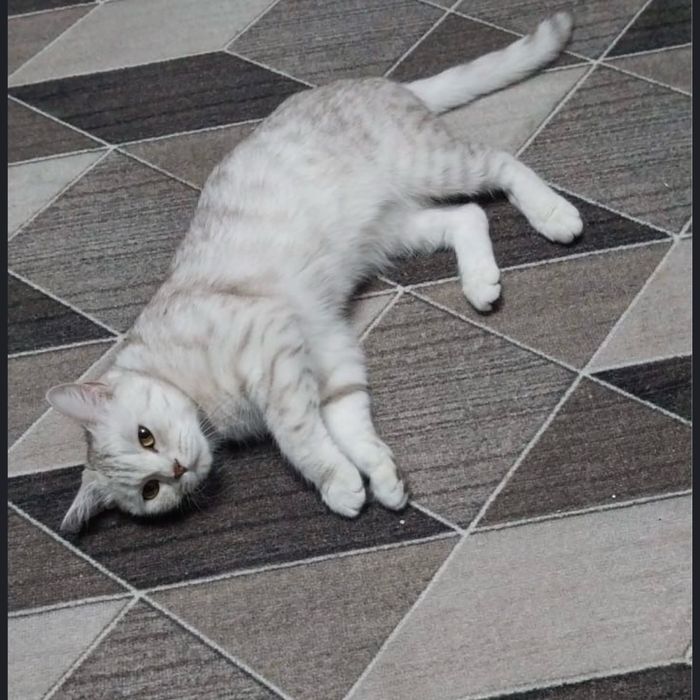 Кошка