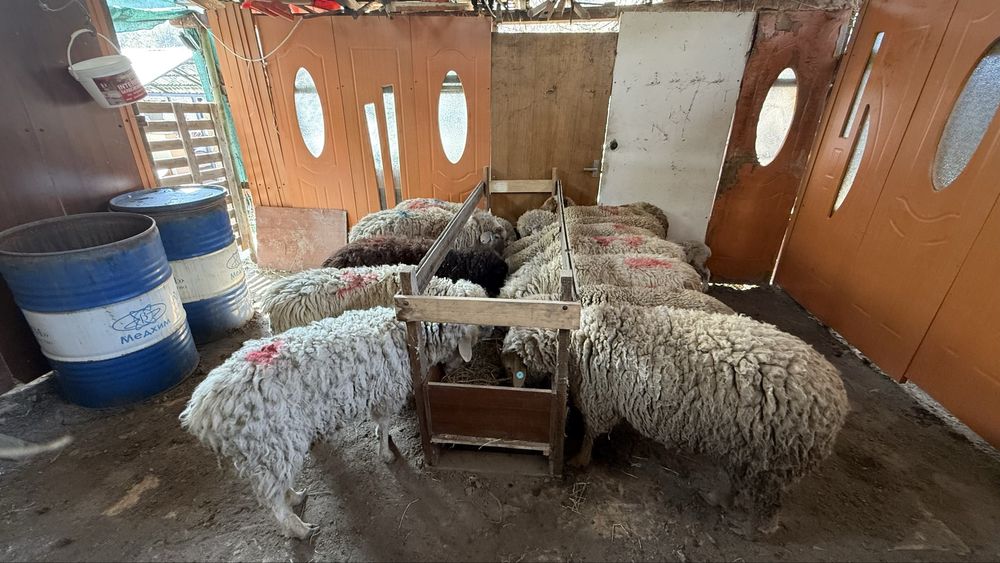 Қой сатамын, жемде тұрған, семіз.