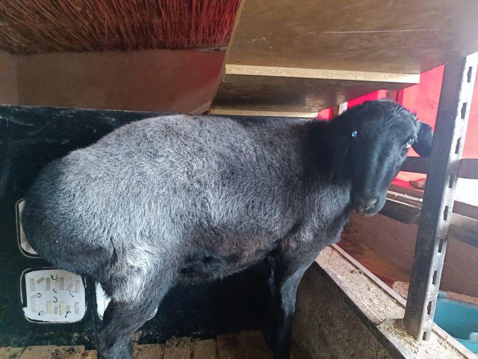 Овца взрослая гисарская породы